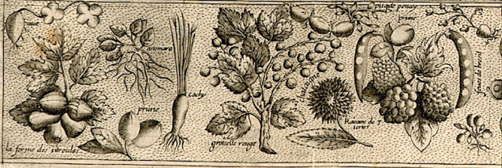 Fruits and Veggies from New France