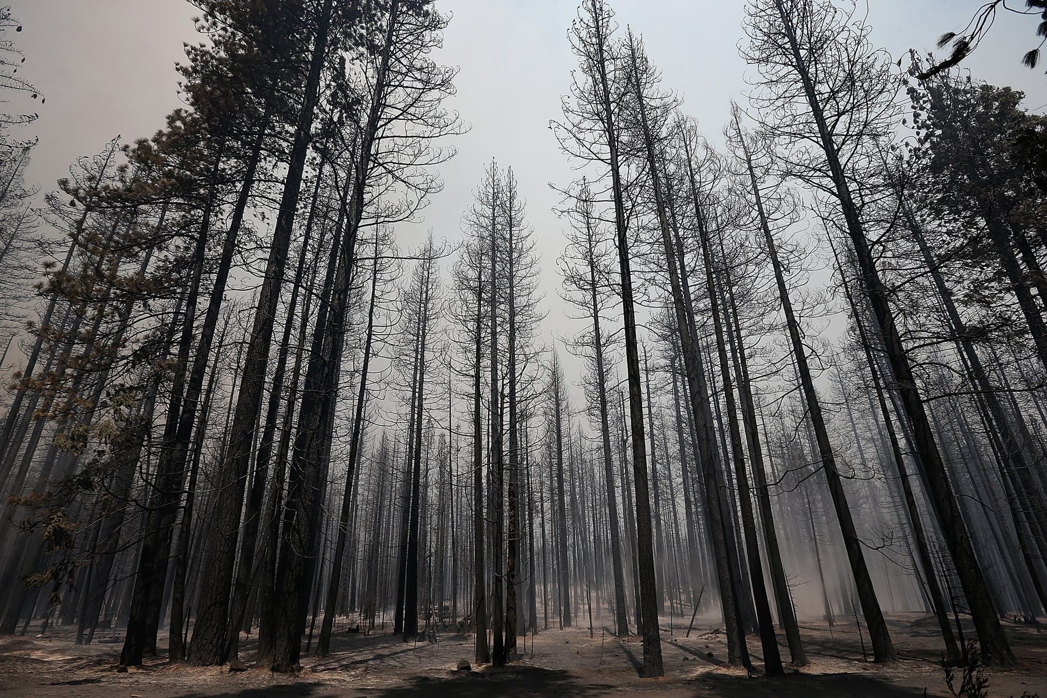 Burnt-trees-stood-smoky-aftermath-Rim-Fire.jpg