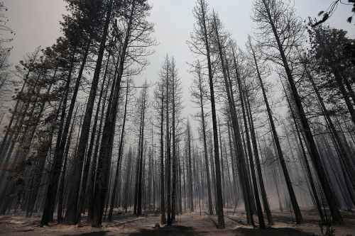 Burnt-trees-stood-smoky-aftermath-Rim-Fire.jpg