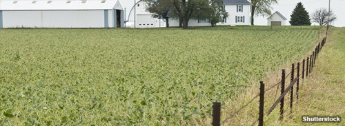 Farming Subsidized Corn