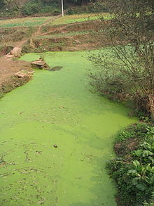 220px-River_algae_Sichuan
