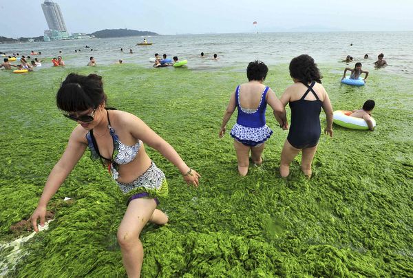 green-algae-bloom-china-lake-wading_37797_600x450