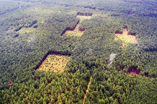 forestfragmentationMAIN