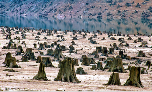 Industrial Forestry in WilametteNational Forest, Oregon--Daniel Dancer