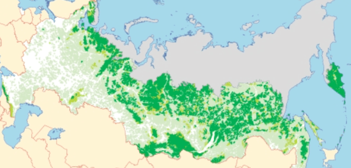 intact russian forests diaspora