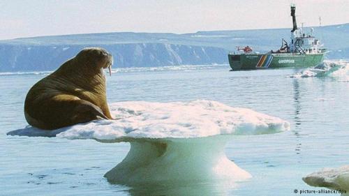 seal on ice-global warming.png