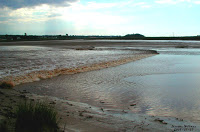Tidal Bore Salmon River