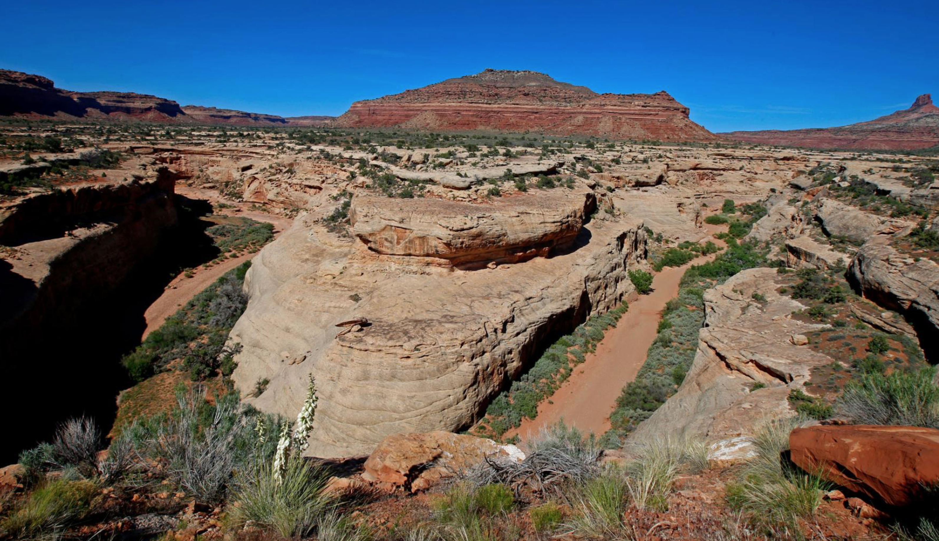 Bears Ears Buttes Big expanse.png